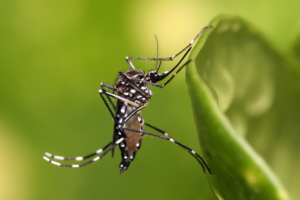 Mosquitos