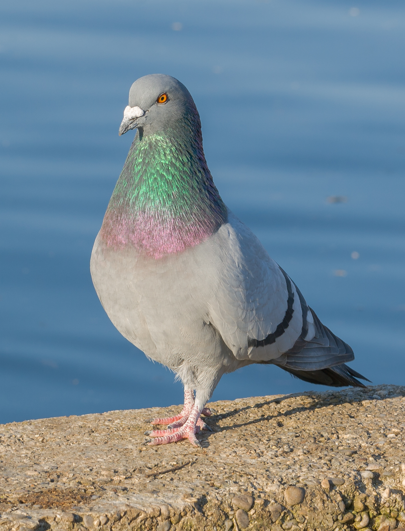 Pombos