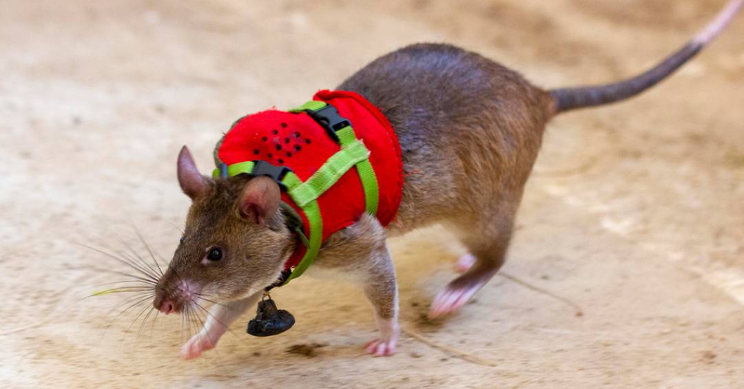 Ratos